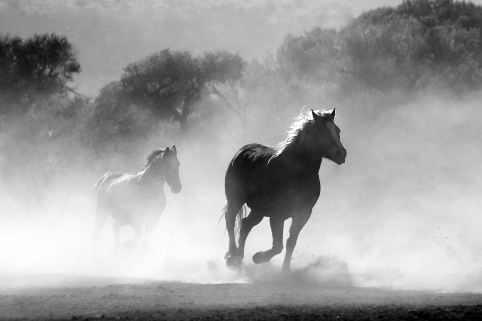 Horses running together — energy, trust, group strength