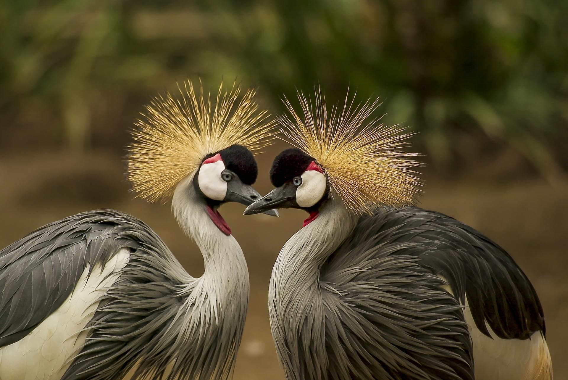 Crowned cranes — love, elegance, partnership