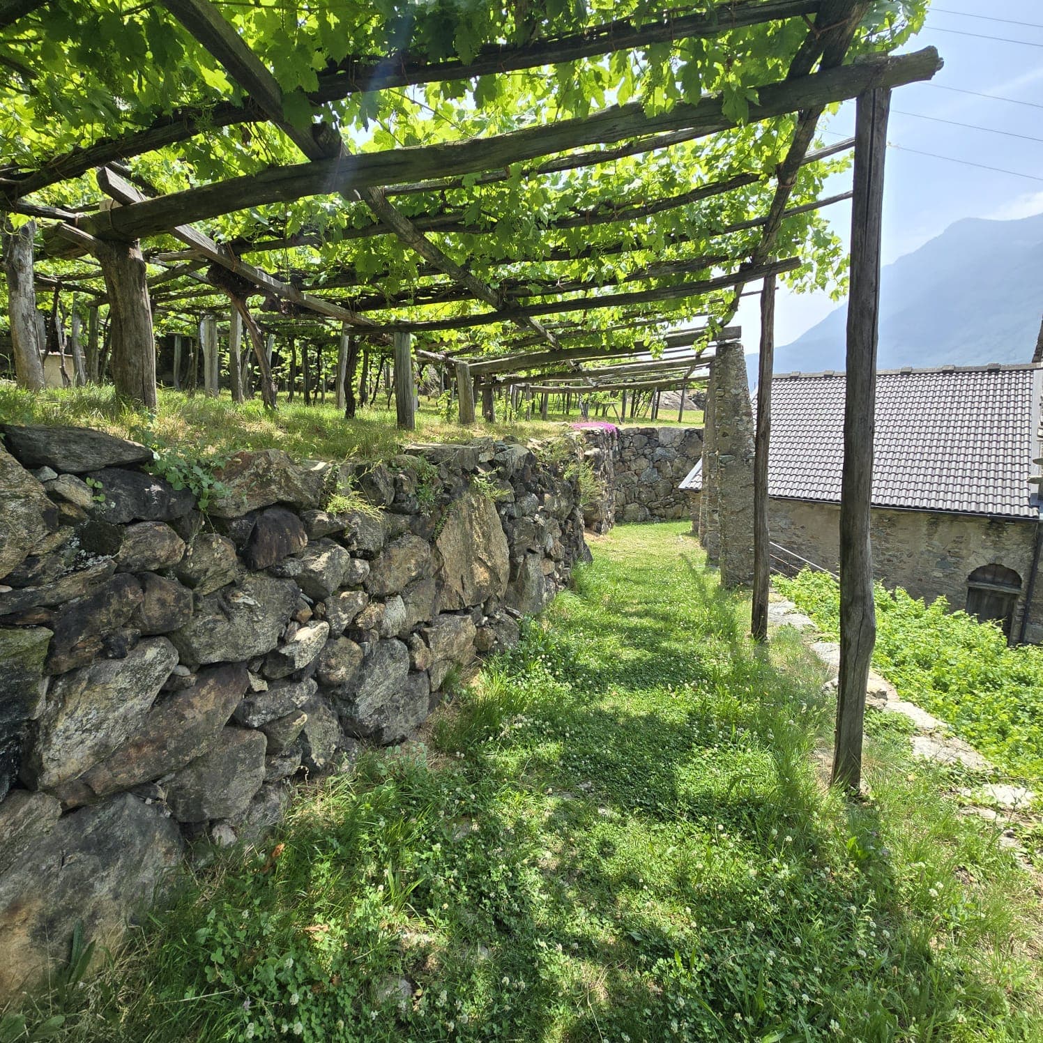 Terrazzamenti di Carema