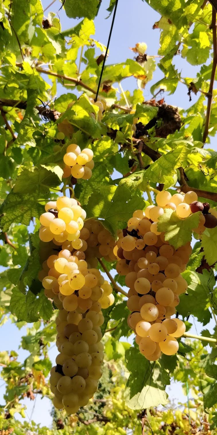 L'Erbaluce e i suoi vigneti