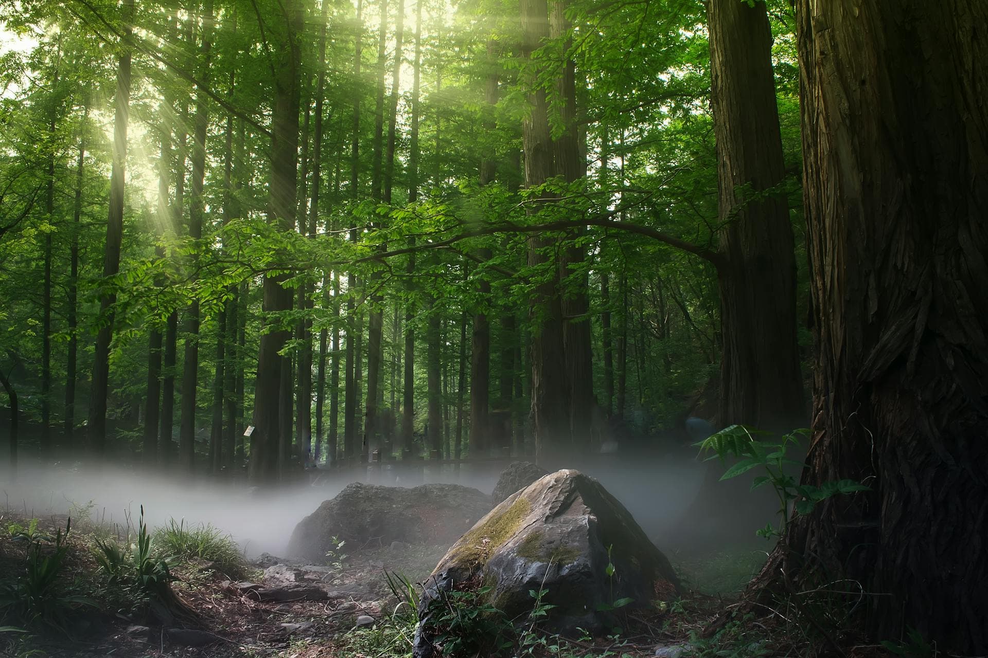 Majestic forest — standing tall together