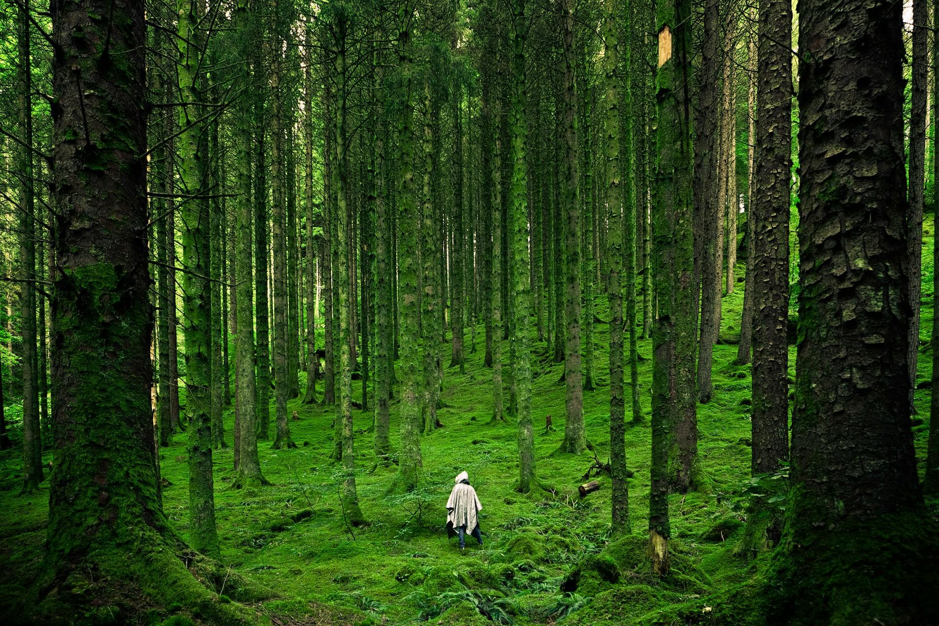 Secret path through enchanted forest