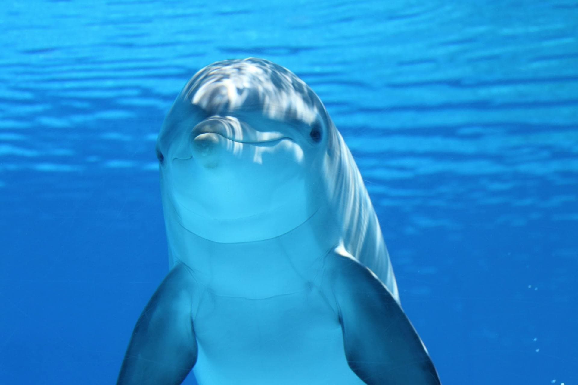 Dolphins — joy, play, wonder