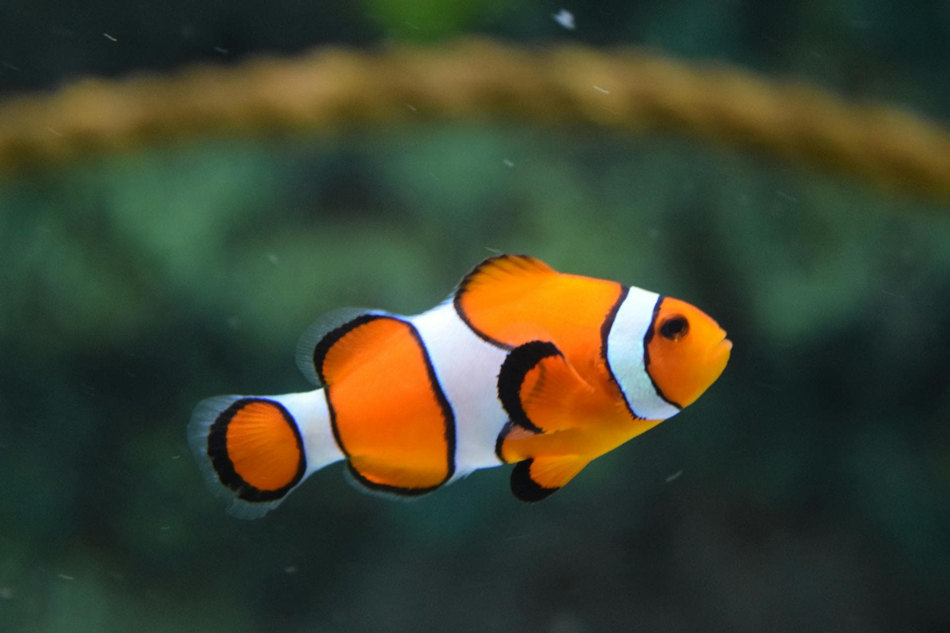 Coral reef — diverse ecosystem working as one
