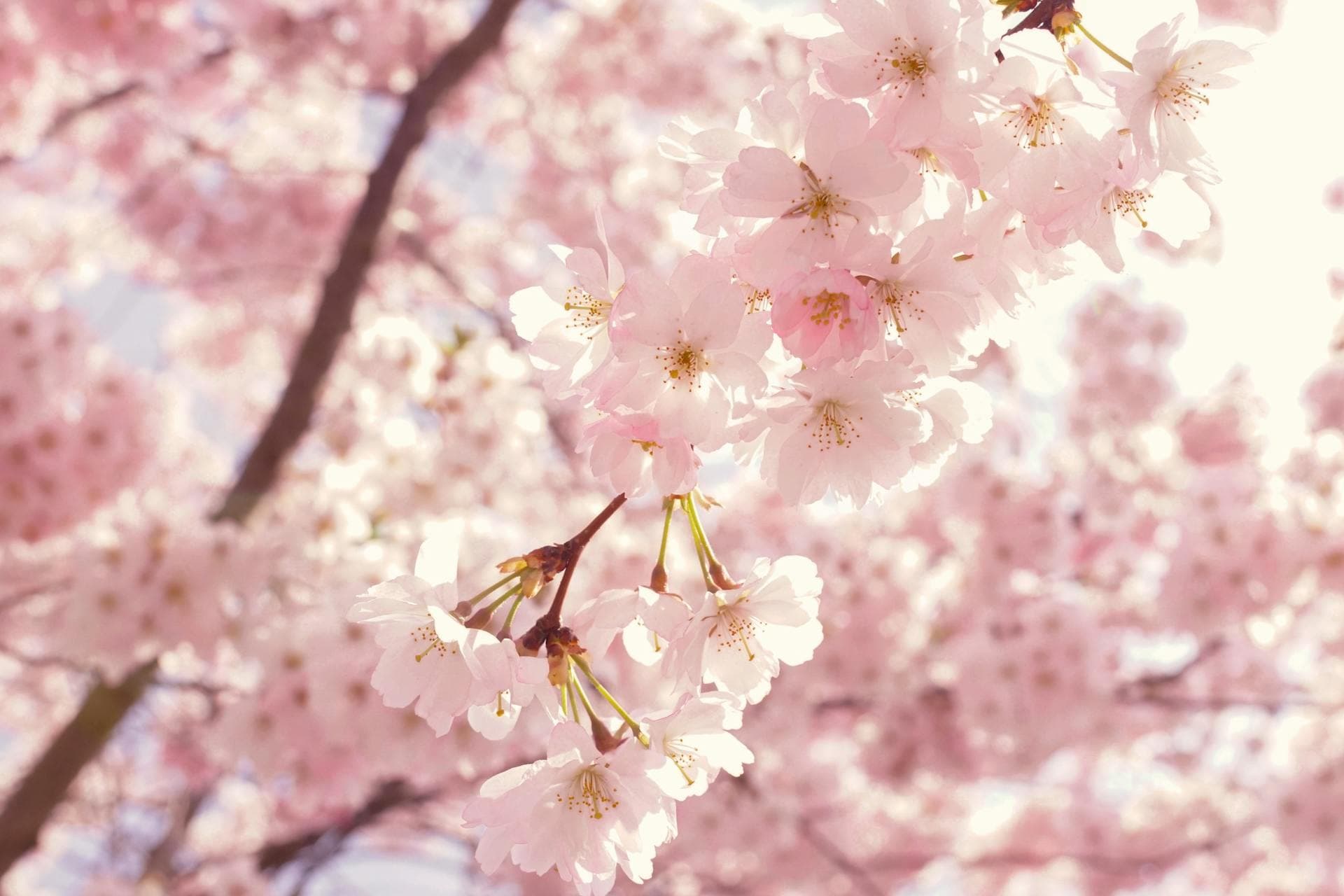 Blossoms — new beginnings, celebration
